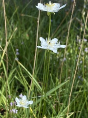 Parnassia cirrata intermedia