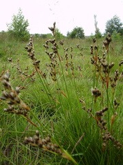 Juncus squarrosus