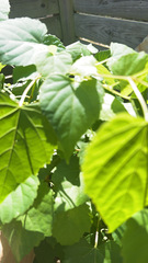 Ampelopsis cordata
