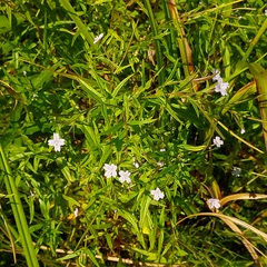 Epilobium tetragonum
