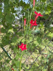 Ipomoea quamoclit