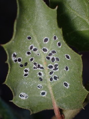 Tetraleurodes perileuca