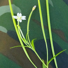 Epilobium tetragonum