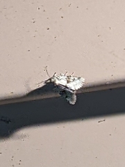 Lacinipolia implicata