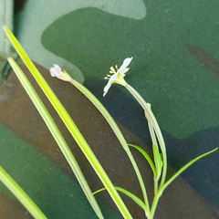Epilobium tetragonum
