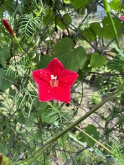 Ipomoea quamoclit