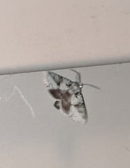 Lacinipolia implicata