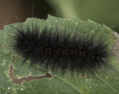 Hypercompe scribonia