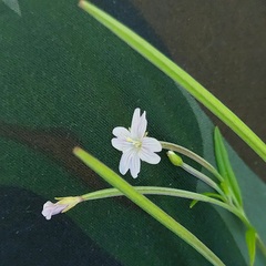 Epilobium tetragonum