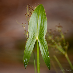 Sagittaria montevidensis