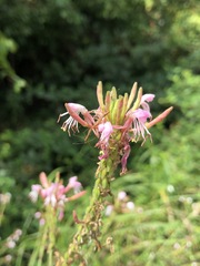 Oenothera gaura
