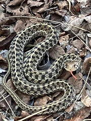 Thamnophis marcianus