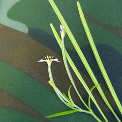 Epilobium tetragonum