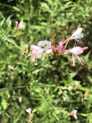 Oenothera gaura