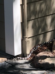 Lampropeltis californiae