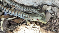 Elgaria multicarinata multicarinata