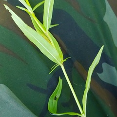 Epilobium tetragonum