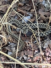 Thamnophis marcianus