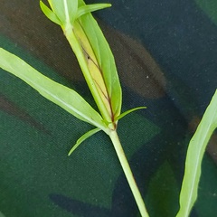 Epilobium tetragonum