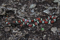 Lampropeltis elapsoides