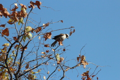 Eurocephalus anguitimens