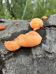 Trametes cinnabarina