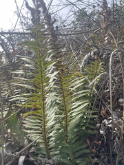 Polystichum