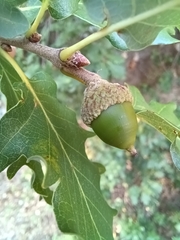 Quercus faginea