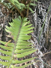 Polystichum