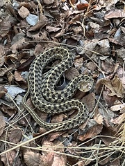 Thamnophis marcianus