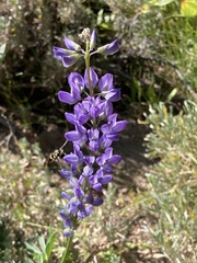 Lupinus argenteus