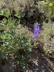 Lupinus argenteus