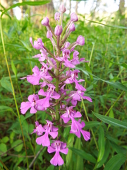 Platanthera peramoena