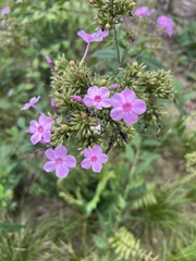 Phlox maculata