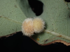Atrusca trimaculosa
