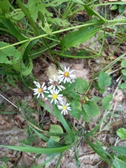 Symphyotrichum drummondii