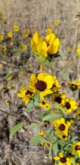 Helianthus exilis
