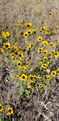 Helianthus exilis