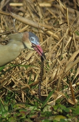 Helicops leopardinus