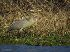 Helicops leopardinus