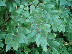 Lonicera tatarica