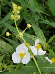 Sagittaria brevirostra