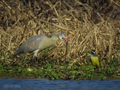 Helicops leopardinus