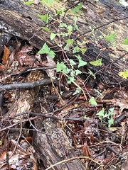 Persicaria perfoliata