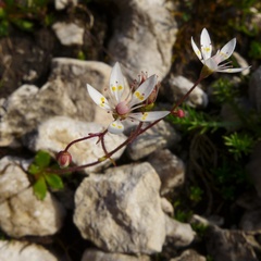 Micranthes stellaris robusta