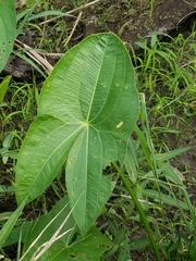 Sagittaria brevirostra