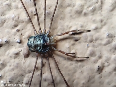 Dicranopalpus ramosus