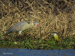 Helicops leopardinus