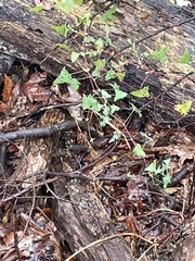 Persicaria perfoliata