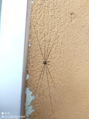 Dicranopalpus ramosus